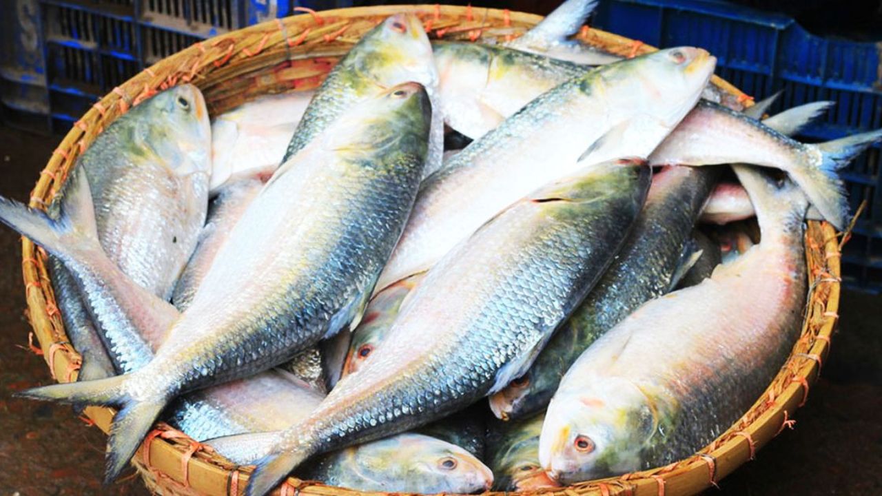 ভারতে সুলভ মূল্যে রপ্তানি হচ্ছে ১২০০ টন ইলিশ